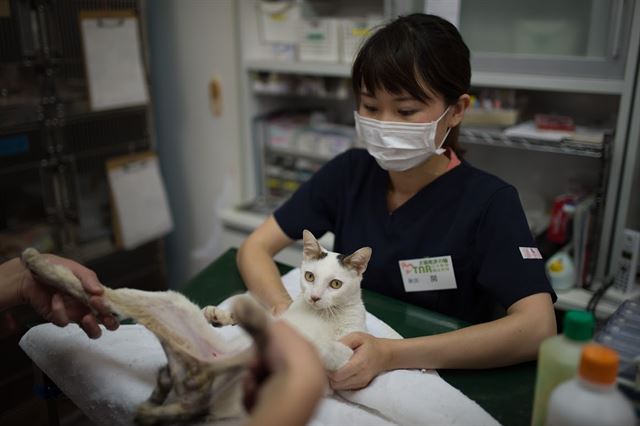 후쿠시마에서 구조한 고양이를 중성화수술시키고 새 주인을 찾아주는 자원활동을 하고 있는 가와사키의 한 동물병원. 피에르 엠마뉴엘 델레트헤 프리랜서 기자 pe.deletree@gmail.com
