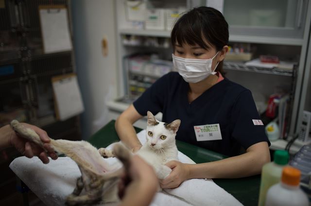 후쿠시마에서 구조한 고양이를 중성화 수술시키고 새 주인을 찾아주는 지원활동을 하고 있는 가와사키의 한 동물병원. 피에르 엠마뉴엘 델레트헤 프리랜서 기자 pe deletree@gmail.com