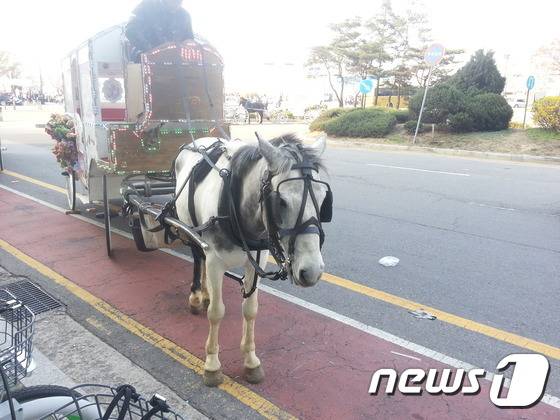 여의도 벚꽃축제에 맞춰 서울 영등포구 국회대로 부근에서 꽃마차가 운행되고 있다.(사진 동물자유연대 제공)© News1