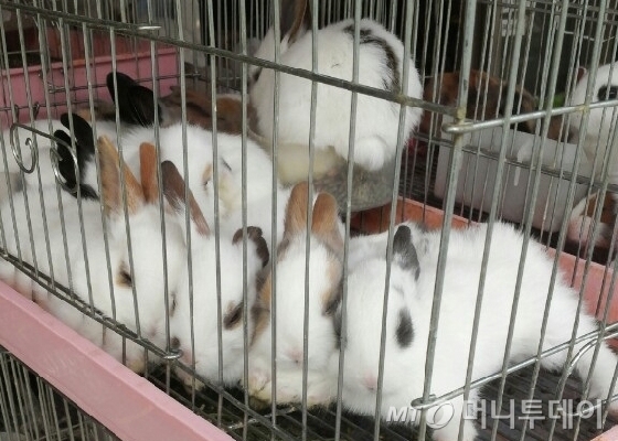 청계천 애완동물 거리에서 판매되는 토끼들이 이른 더위에 지쳐 자고 있다. /사진=김종효 기자