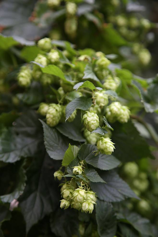 필스너 우르켈에 풍미를 더하는 사츠 홉, 체코 자즈텍 지방에서 재배된다.