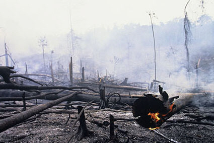팜유 생산을 위한 기름야자 나무 농장을 만들기 위해 불태워지고 있는 인도네시아 수마트라섬의 열대우림 모습.  세계자연기금 한국본부 제공