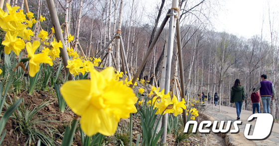 봄 가족나들이./© News1