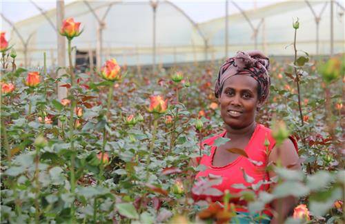 농장에서 장미를 수확하고 있는 에티오피아 여인