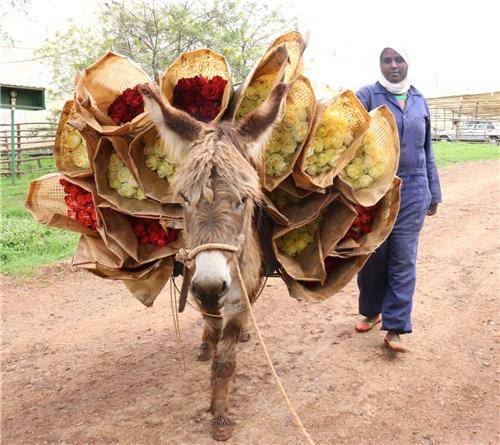 농장 안을 오가며 장미를 나르는 당나귀