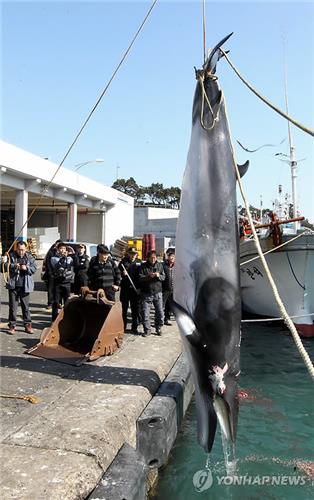 울산 앞바다에서 혼획된 밍크고래.[연합뉴스 자료사진]