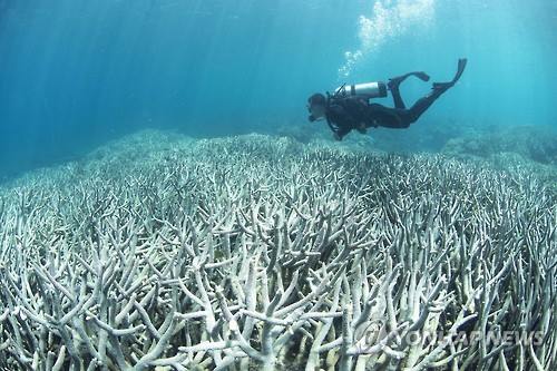 산호 탈색 현상이 심각한 호주 대산호초의 모습 [AFP=연합뉴스 자료사진]