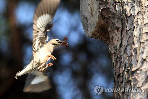 먹이 나르는 붉은부리찌르레기 (강릉=연합뉴스) 유형재 기자 = 2일 강원 강릉시 도심 공원 소나무에 둥지를 튼 희귀철새 붉은부리찌르레기가 새끼에게 먹이를 물어 나르느라 바쁘다. 2016.6.2 yoo21@yna.co.kr