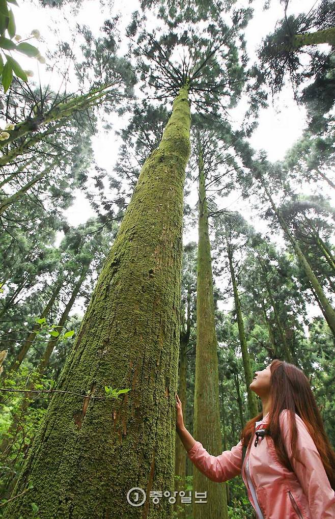 제주도에서 가장 오래된 삼나무와 편백나무가 모여 사는 숲. 키가 20m는 훌쩍 넘는 나무로 숲이 빽빽하다.