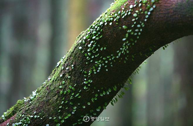 덩굴도 사려니숲길의 주인공 중 하나다. 사려니숲길은 숲이 깊어서 덩굴과 이끼도 많다. 콩짜개덩굴이 나무를 덮었다.