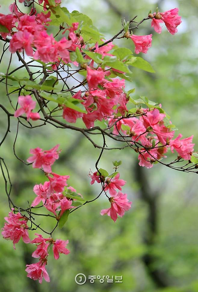 참꽃나무에 꽃이 피었다. 진달래꽃처럼 생겼다. 제주 사람의 정서를 상징하는 꽃이다. 제주에서만 난다.