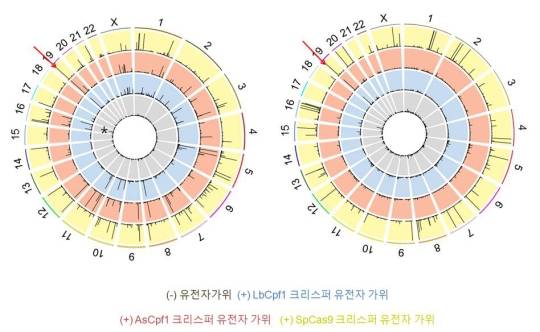 특이성을 지닌 크리스퍼 Cpf1 유전자가위의 표적 위치/비표적 위치 절단 비교<br><br>연구진은 크리스퍼 Cpf1 유전자가위의 정확성을 측정하기 위해 절단 유전체 시퀀싱 프로그램을 이용해 각 크리스퍼 유전자가위의 표적위치와 비표적위치를 찾고 비교했다. 과녁처럼 생긴 이미지는 각각 다른 표적의 위치를 나타낸다. 그래프 내의 회색은 대조군이고, 바깥쪽 노란색은 기존에 사용했던 크리스퍼 Cas9 유전자가위, 그 안 쪽 빨간 색과 파란색은 최근에 발견된 신형 크리스퍼 Cpf1 유전자가위다. 그래프에서 검은색 막대가 의미하는 것은 유전자가위의 표적위치 혹은 비표적 위치의 후보인데, 파란색과 빨간색은 왼쪽 상단의 빨간색 화살표로 표시된 표적위치에만 그래프 피크가 있는 것을 확인할 수 있다. 반면, 노란색의 경우 상대적으로 검은색 막대가 높게 표시된 곳이 여러 곳이다. 이는 곧 Cas9 단백질에 비해 Cpf1 단백질이 표적위치에 좀 더 특이적으로 작용함을 알 수 있고, 정확성이 더 높다고 할 수 있다/자료=IBS<br><br>