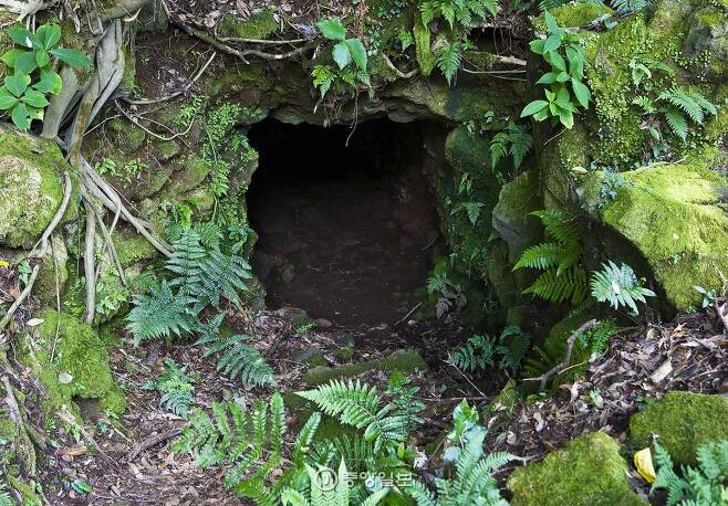 일제가 파놓은 진지동굴. 1945년 8월 기준으로 거문오름 일대에 일본군 6000여 명이 주둔했다고 한다. 사진과 같은 진지동굴은 거문오름에서 10여 개가 있는 것으로 알려져 있다.[중앙포토]