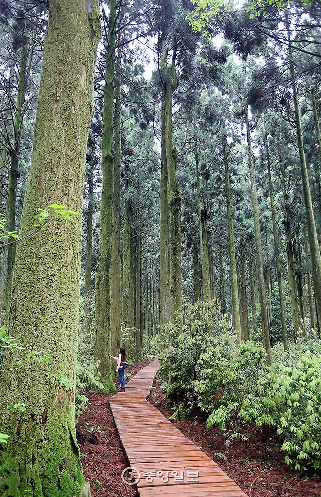 제주도에서 가장 오래된 삼나무와 편백나무가 모여 사는 숲. 키가 20m는 훌쩍 넘는 나무로 숲이 빽빽하다.
