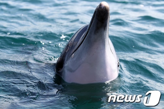 2013년 제주앞바다에 방류된 남방큰돌고래 제돌이. 김 간사는 당시 환경운동연합에서 제돌이 방류 운동을 이끌었다. © News1