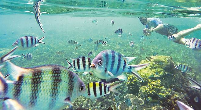 작은 섬 ‘르당’은 말레이시아 정부가 최초로 지정한 해양공원이다. 물고기 3000종과 산호 500종이 산다.