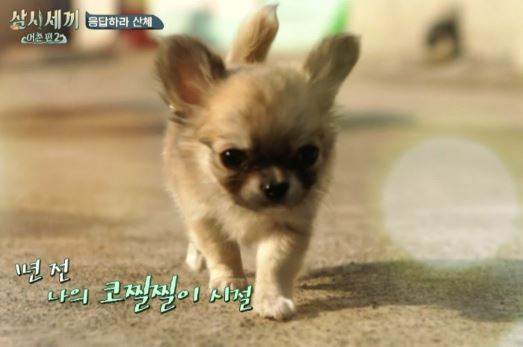 귀여운 외모와 애교로 무장했던‘삼시세끼-어촌편’ 산체. tvN 제공