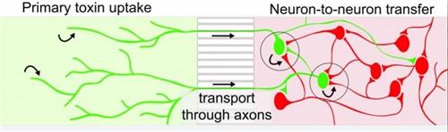보톨리늄 독소가 처음 주입된 부위의 뉴런(신경세포체)에 작용하고(왼쪽 녹색 부위), 신경의 축삭돌기들을 통해(가운데) 뉴런 간을 이동하는(오른쪽 붉은 부분) 과정을 간단하게 설명한 그래픽.[학술지 '세포'(Cell)에서 에드윈 채프먼 교수팀 연구 논문의 관련 그래픽 캡처]