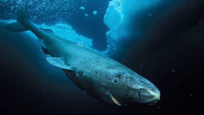 최장수 척추동물로 확인된 그린란드 상어의 모습. 최대 5m까지 자라는 이 상어는 400년 이상 생존하는 것으로 최근 확인됐다.