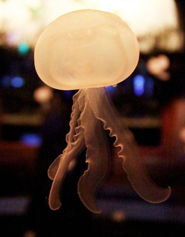 보름달물해파리