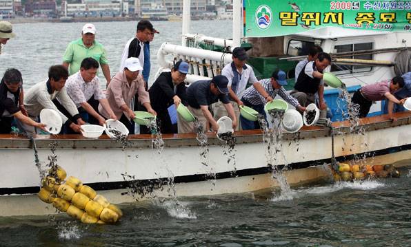 해운대 앞바다에서 해운대 구청 직원 등이 해파리의 천적인 말쥐치 치어를 방류하고 있다.