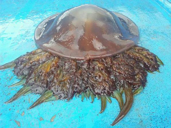 숲뿌리해파리. 기수식용해파리라고도 불린다