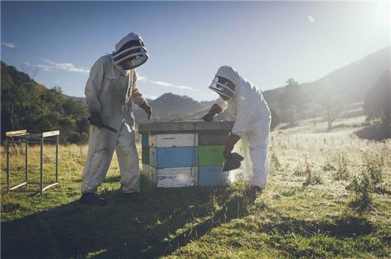 뉴질랜드 노스 섬에서 콤비타의 직원들이 벌통을 살펴보고 있다(사진=콤비타).