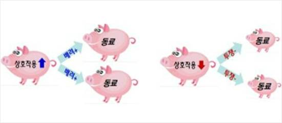 돼지의 사회성 선발 원리(왼쪽 좋은 집단, 오른쪽 나쁜 집단)