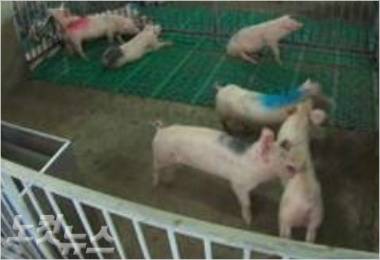공격성향을 보이며 사회성이 떨어지는 돼지 집단은 성장과 번식력이 떨어지는 것으로 조사됐다.