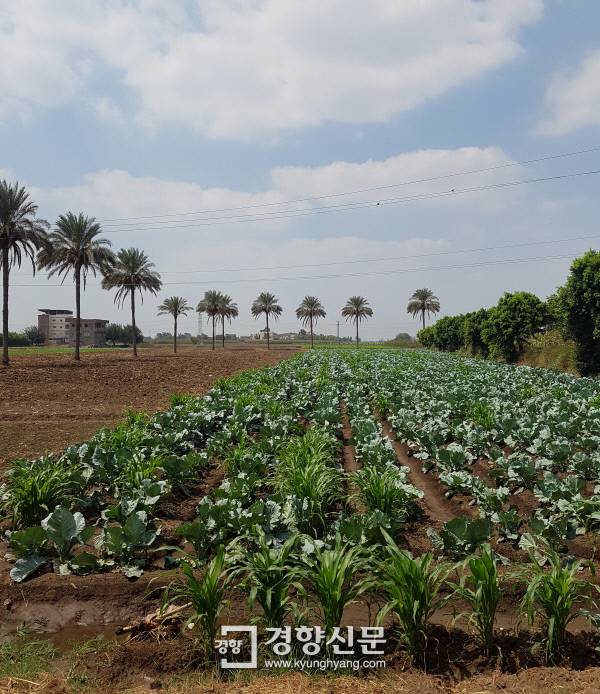 나일 델타(삼각주) 지역의 한 채소밭. 멀리 대추야자나무가 보인다.