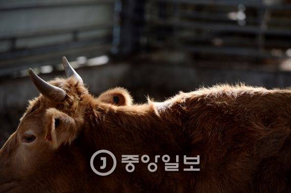 해질 무렵 한우의 활갈색 털이 빛나고 있다. 우리 토종소의 모(毛)색은 활갈색과 검정, 흰색 등 이다. 전민규 기자