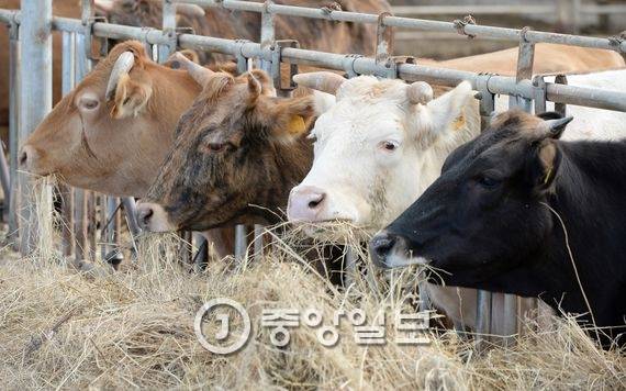 한우, 칡소, 백우, 흑소(왼쪽부터)가 사육장에서 먹이를 먹고 있다. 전민규 기자