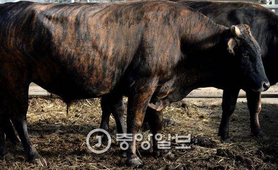 진갈색 줄무늬가 호랑이를 닮은 칡소. 우람한 근육질과 매끈한 몸매에서 맹수같은 힘을 느낄 수 있다. 전민규 기자