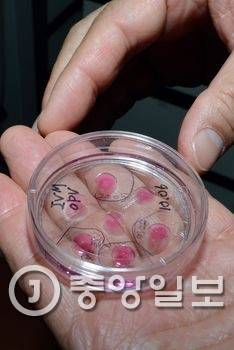 흑우에서 채취한 정액과 난자로 인공수정을 한 수정체는 대리모 한우에게 이식된다.