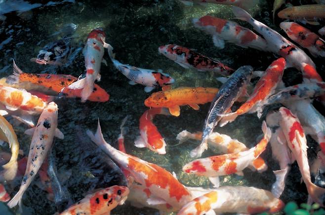 무슨 일인지 몰려든 비단잉어떼. ‘남사친’, ‘여사친’ 얘기에 몰려든 단톡방의 토커(talker)들 모습이 흡사 이와 같았다. 무슨 일인지 몰려든 비단잉어떼. ‘남사친’, ‘여사친’ 얘기에 몰려든 단톡방의 토커(talker)들 모습이 흡사 이와 같았다.