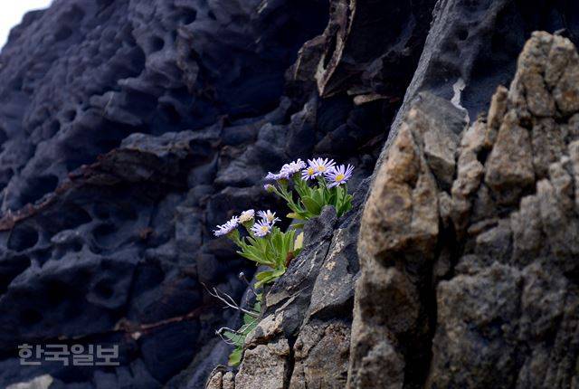 부채바위 틈새를 파고든 해국