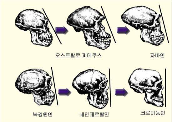 두개골순서: 기원과학(한국창조과학회 발행, 2004)