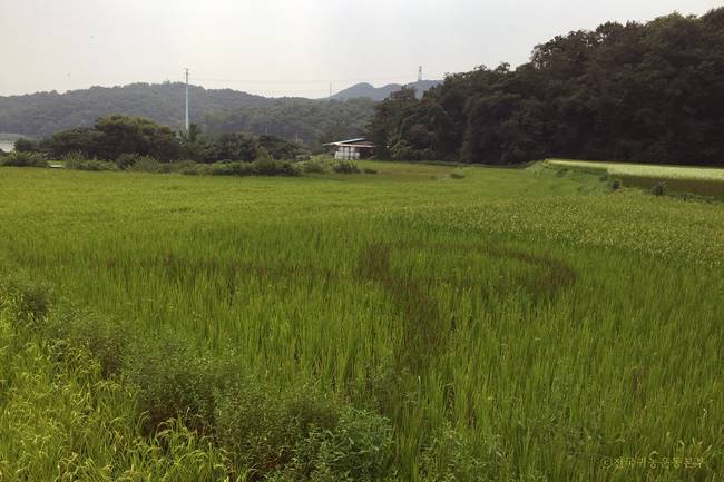 2016년 8월 푸르게 일반벼 사이로 까만 흑미벼가 리본 모양으로 드러나 보인다.