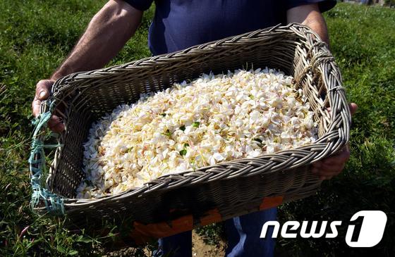 프랑스의 '향수 도시'인 그래스에서 생산한 재스민 한 바구니. © AFP=뉴스1