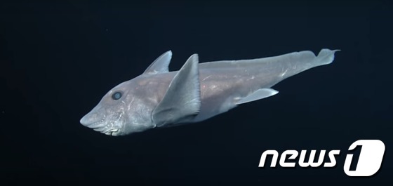 심해 '키메라'로 불리는 유령상어가  처음으로 영상에 포착돼 눈길을 모으고 있다. (출처 : 몬테레이만 해양연구소) © News1