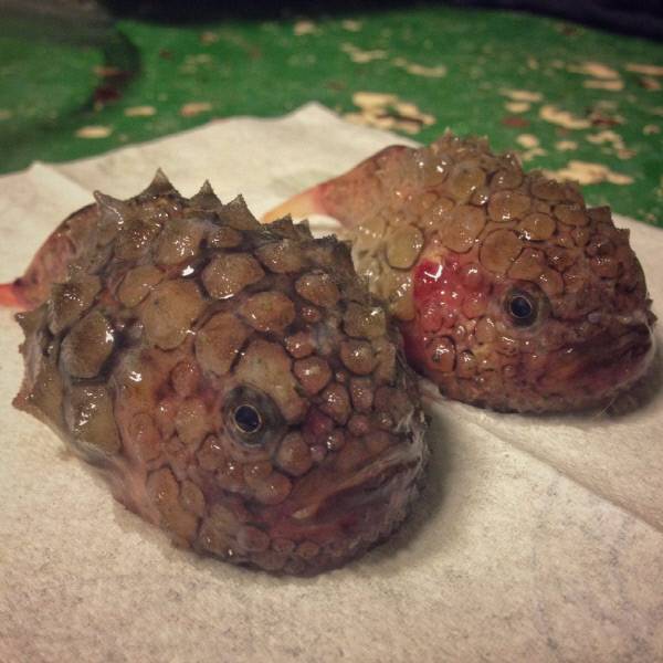 사진|트위터 @rfedortsov 계정 갈무리