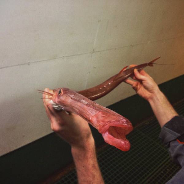 사진|트위터 @rfedortsov 계정 갈무리