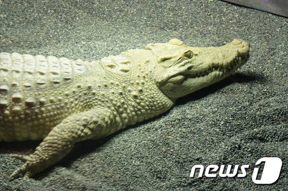 대전아쿠아리움의 알비노 샴악어. (사진 최혁준) © News1