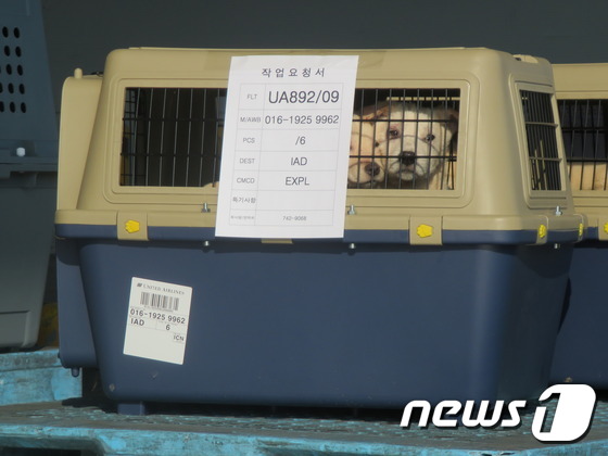 인천공항화물터미널에서 출국을 기다리고 있는 강아지 형제 '캣'(진도 믹스견)과 '페이스'.© News1