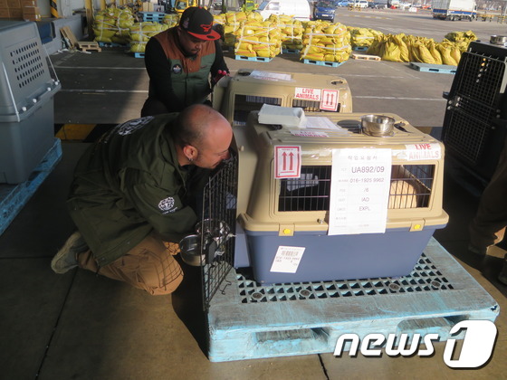 아담 파라스칸돌라 HSI 동물보호·재난구조팀 이사가 개들의 장거리 여행을 위해서 각 이동장마다 물그릇과 밥그릇을 설치하고 있다.© News1