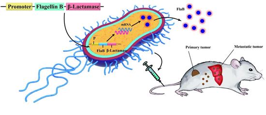 동물실험 개념도. 연구진은 비브리오균의 ‘플라젤린B’ 유전자를 넣은 무독성 살모넬라균을 암에 걸린 쥐에 주사해 암세포가 파괴되는 것을 밝혀냈다.