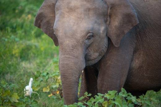 야생 코끼리의 하루 평균 수면시간이 2시간에 불과한 것으로 밝혀졌다