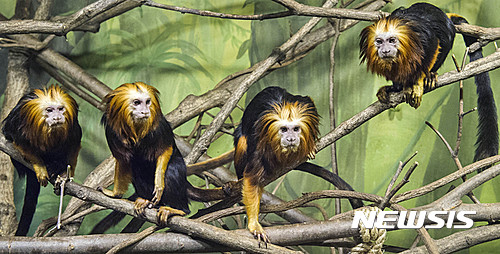 【용인=뉴시스】이정하 기자 = 에버랜드는 16일 세계적인 희귀동물 '황금머리사자 타마린'을 국내에선 처음으로 일반에 공개했다.  브라질 아마존 일부 지역에 서식하는 황금머리사자 타마린은 야생에 6000∼1만여 마리만 남은 것으로 추정되는 심각한 멸종위기 동물로, 얼굴 주변에 난 사자 갈기 모양의 황금빛 털에서 유래돼 황금머리사자 타마린으로 불린다. 2017.03.16 (사진=에버랜드 제공)   photo@newsis.com
