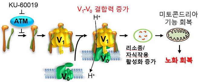 vATPase는 생체 고분자의 분해 및 오토파지를 담당하는 세포 내 소기관인 리소좀 막에 위치해 리소좀의 활성 조절에 관여한다. 세포의 노화가 진행되면 ATM 단백질에 의한 vATPase의 인산화가 증가하고, 이 결과 vATPase를 구성하는 단위체 간의 결합력이 약화돼 리소좀의 기능이 저하됨을 확인했다.