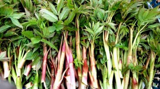 청정 울릉도에서 재배되는 삼나물(눈개승마)=자료사진